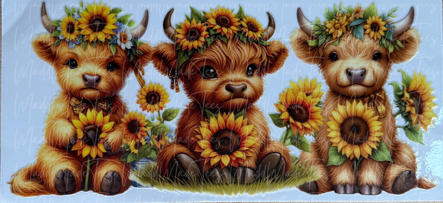 3 Highlands holding sunflowers