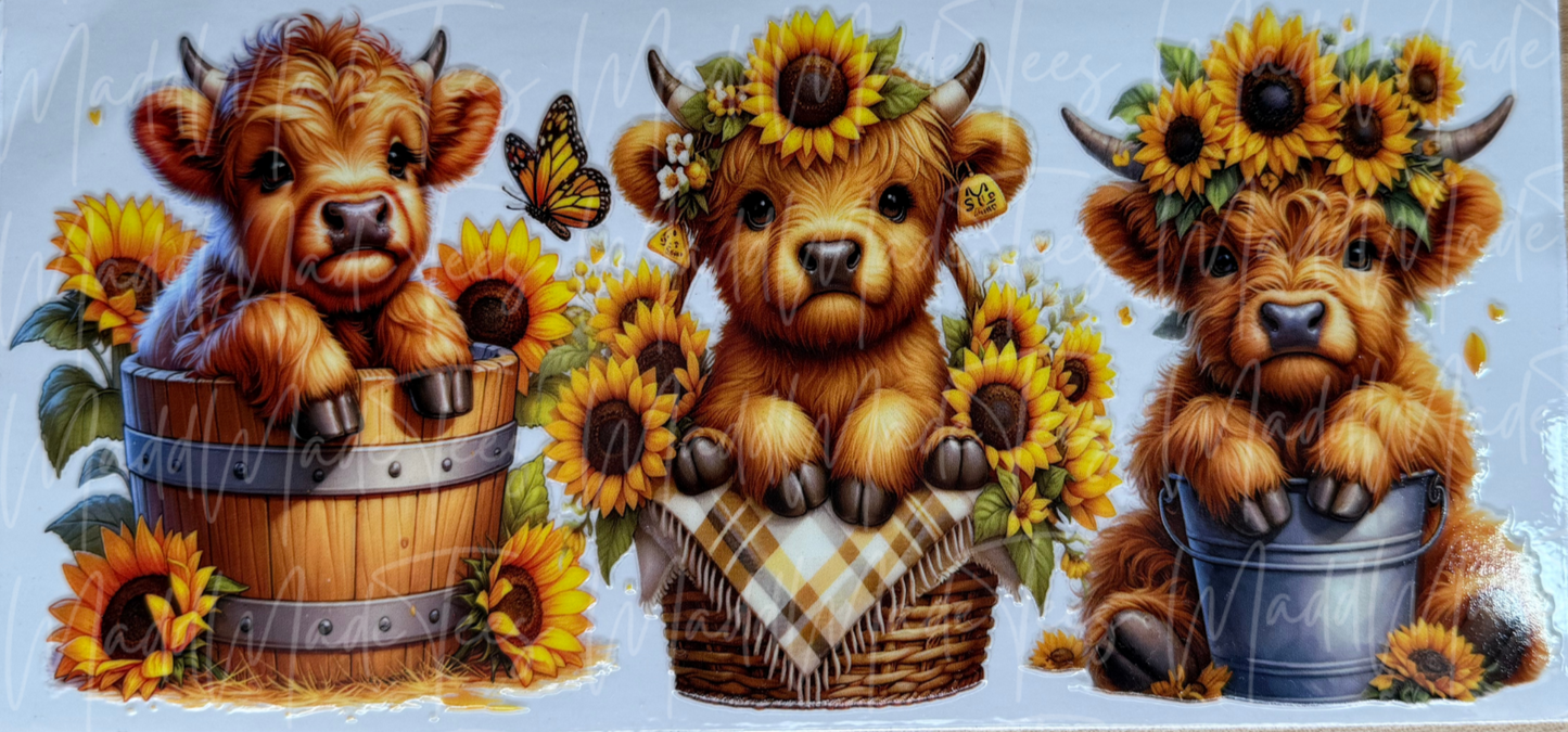 3 Sunflower Highlands in Buckets