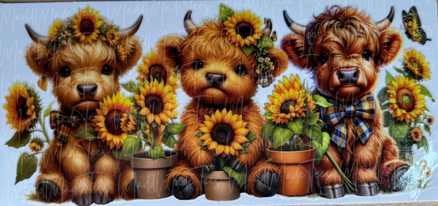 3 highlands with sunflowers